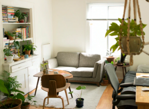 plants in the room