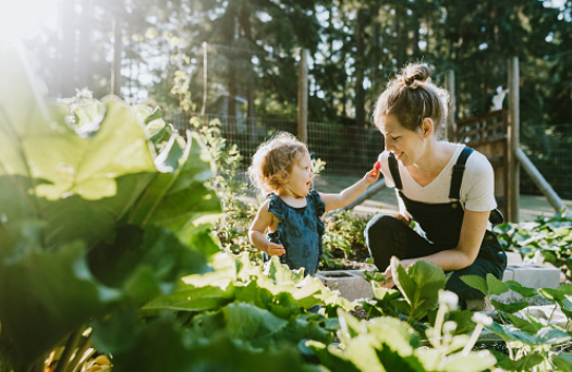 backyard garden