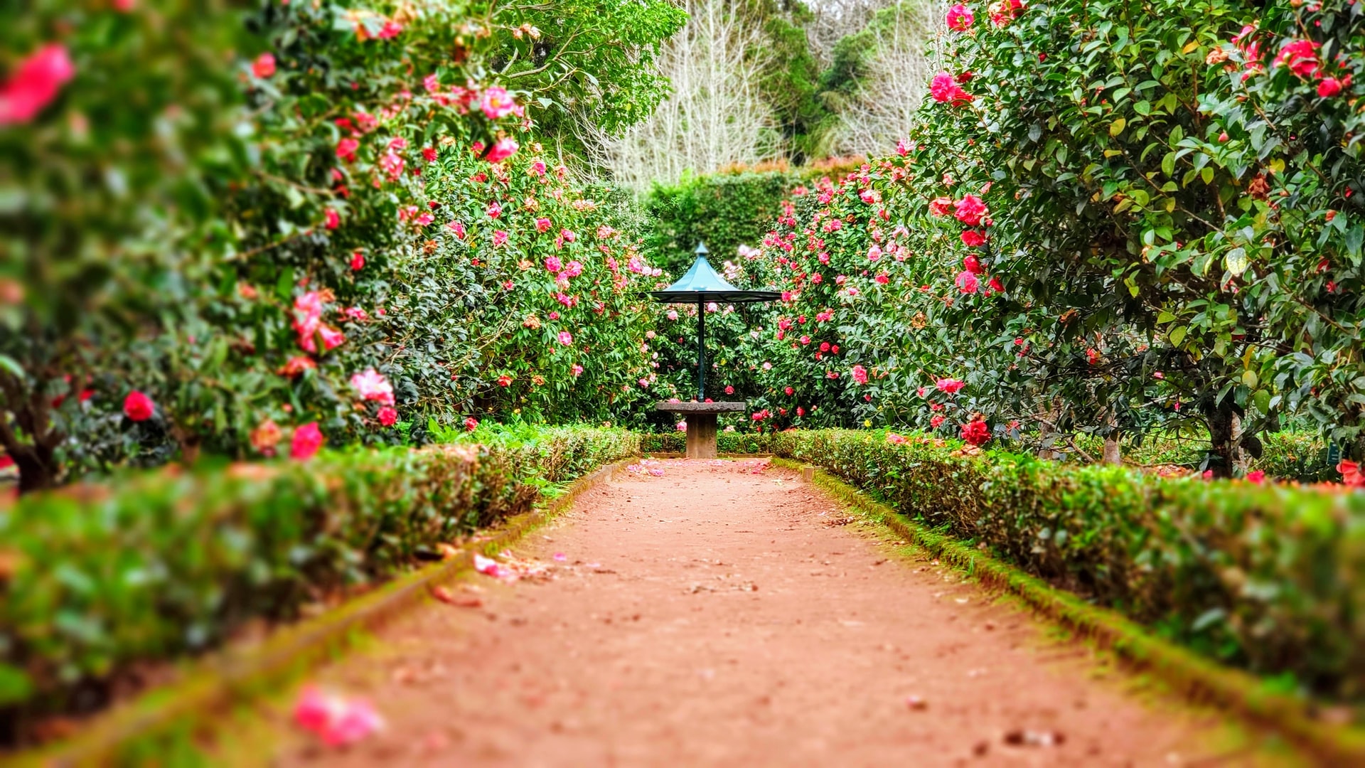 garden